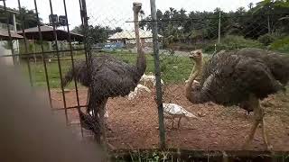 Inside Africa | African Ostriches Ecological Birds of Africa / Quora