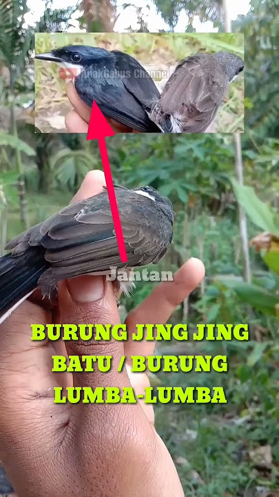 male and female stone jingjing birds #animals #birds #chirpingmania #gender