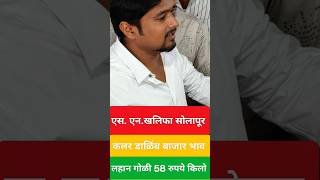 Pomegranate Farming In Solapuru