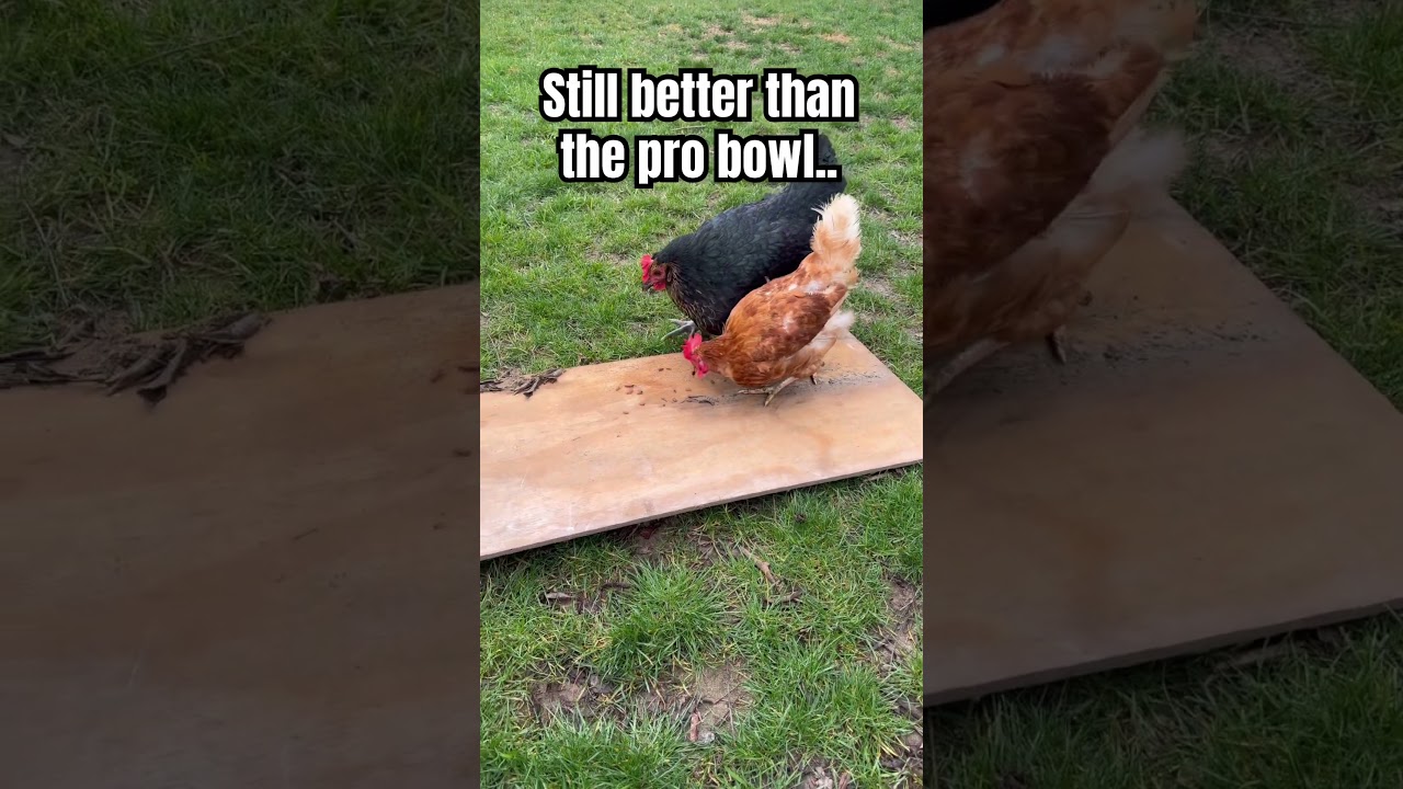 More entertaining than Micah Parsons at the NFL Pro Bowl. #nfl