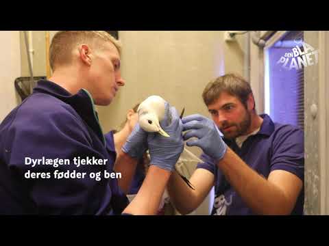 Video: Hvordan man opdrætter marsvin