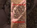 Amla Ceiling Seeds availabe #seeds #assam #india #gardening #nursery #amla #amloki #westbengal #goa