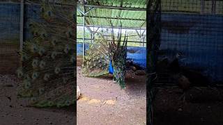 Merak Biru 13-6-26 #shorts #short