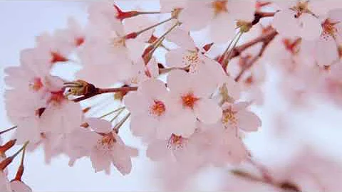 日本百年经典童谣~花~（中日字幕) - 天天要闻