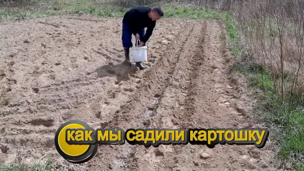 Посадка картофеля под плуг