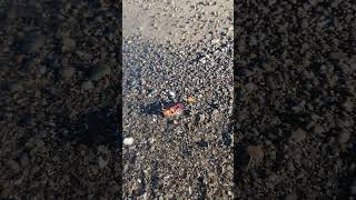 The Biggest Water Bug #shorts