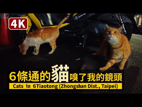 Cats in ６Tiaotong（Zhongshan, Taipei） 林森北路 ６條通的躲貓貓Ｘ２，牠嗅了我的鏡頭【4K】／台灣 Taiwan Walking Tour
