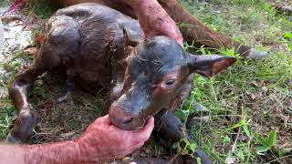 GRAPHIC: Difficult labor for young heifer