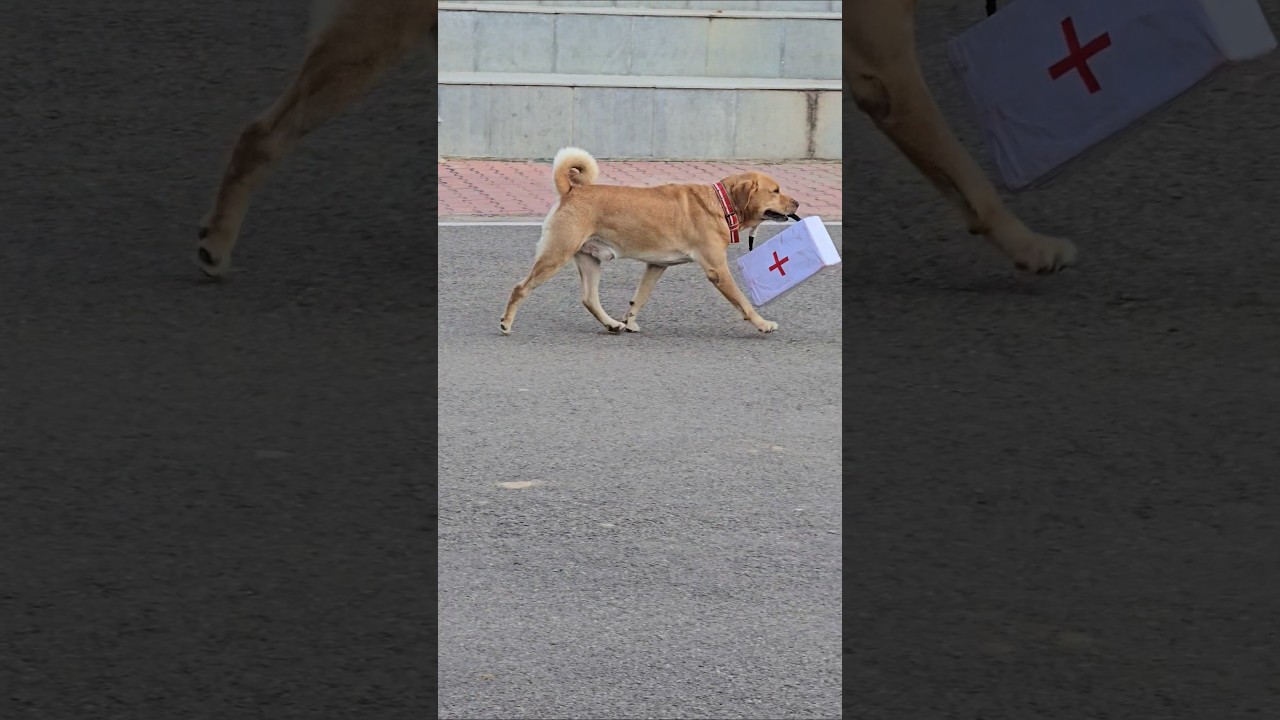 जहाँ सैनिक 👮♂️ का जीवन खतरे ☠️में हो, वहाँ ढाल बनकर खड़े हैं बीएसएफ🇮🇳🐕🦺 डॉग #bsf #dog #shorts