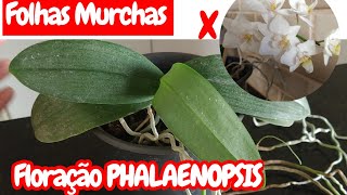 🔴PORQUE A FOLHA DA ORQUIDEA MURCHOU E FLORAÇÃO PERFEITA - thptnganamst.edu.vn