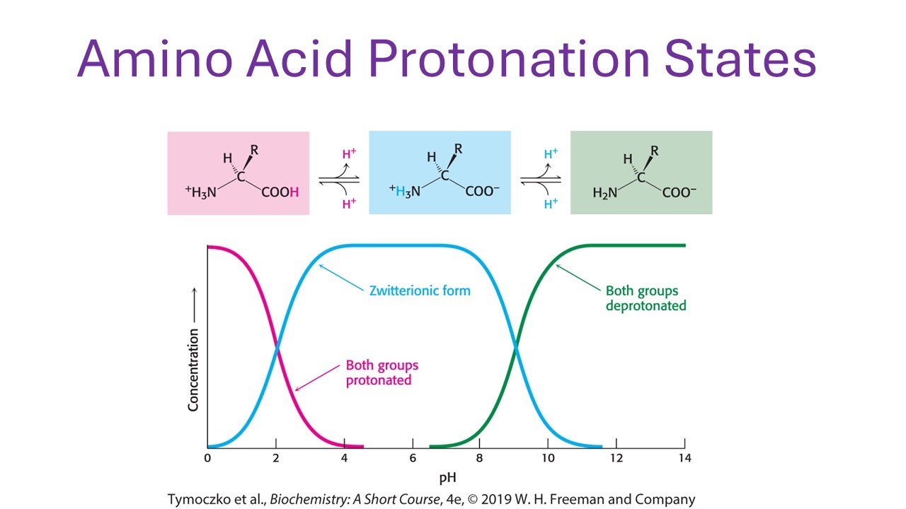 Protonation Example AA Protonation States - YouTube