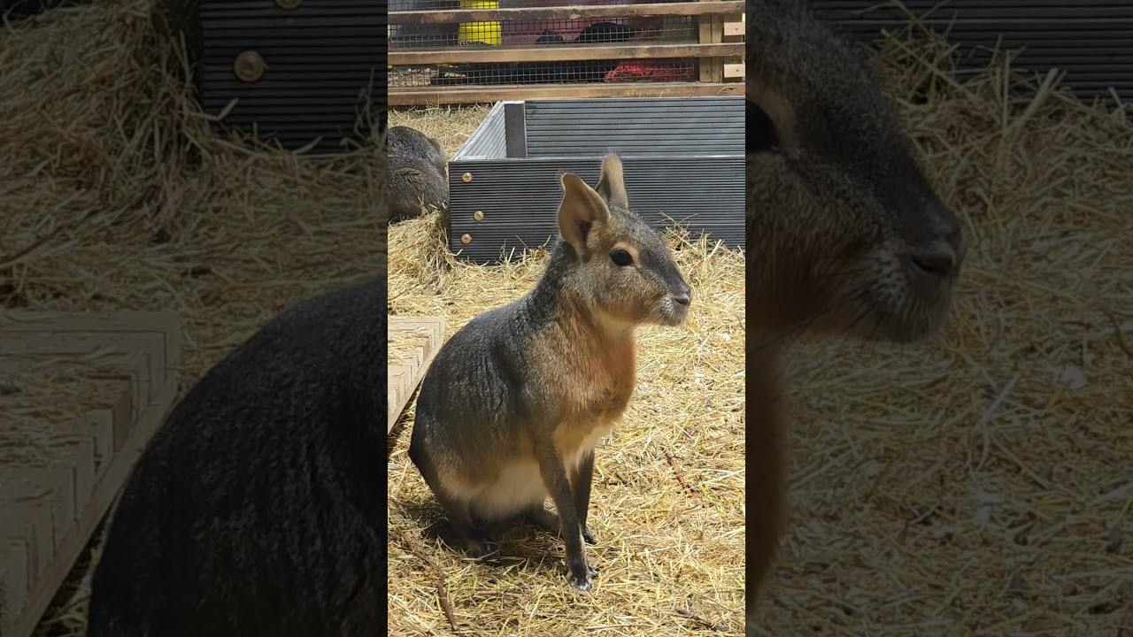 Irresistible Cuteness! Patagonian Mara Braveheart&rsquo;s Adorable Drinking Time 🥹🦌💧