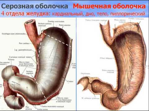 Пищеварительная система - 2. Видео лекция С.М.Зиматкин (20)