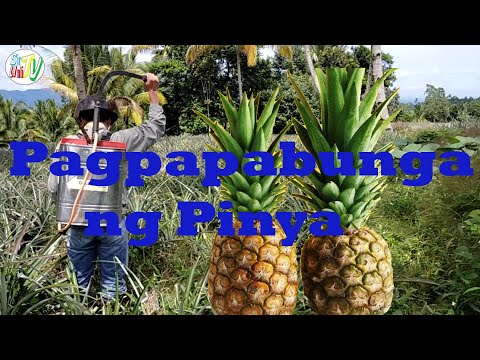 Video: Paano Suriin Ang Pinya Para Sa Pagkahinog