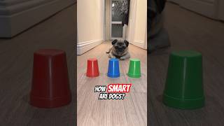 Smart Dog? #pugs #pug #dogshorts  #trendingonshorts