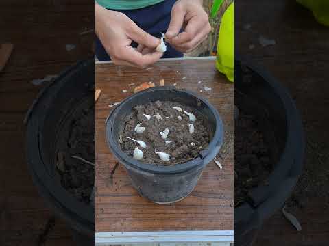 زراعة الثوم في دقيقة زراعة الأسطح زراعة فلسطين اكسبلور  سماد