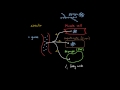 Insulin 3: How is glucose stored? And how is it later un-stored?