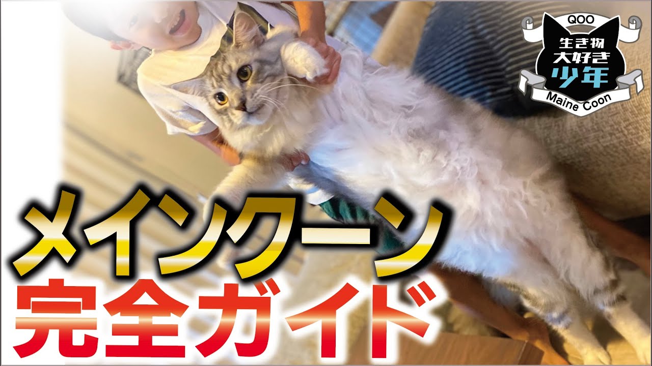 メインクーン完全ガイド】世界最大の猫メインクーンってどんな猫