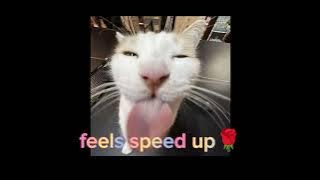 feels (speed up) 1 h🌹