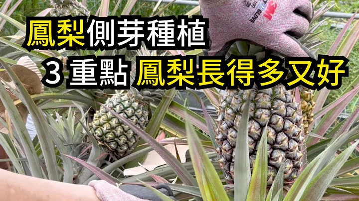 凤梨(菠萝)侧芽种植，掌握3重点，可以让凤梨一颗变好几颗，长到吃不完 | 阿星种植 - 天天要闻