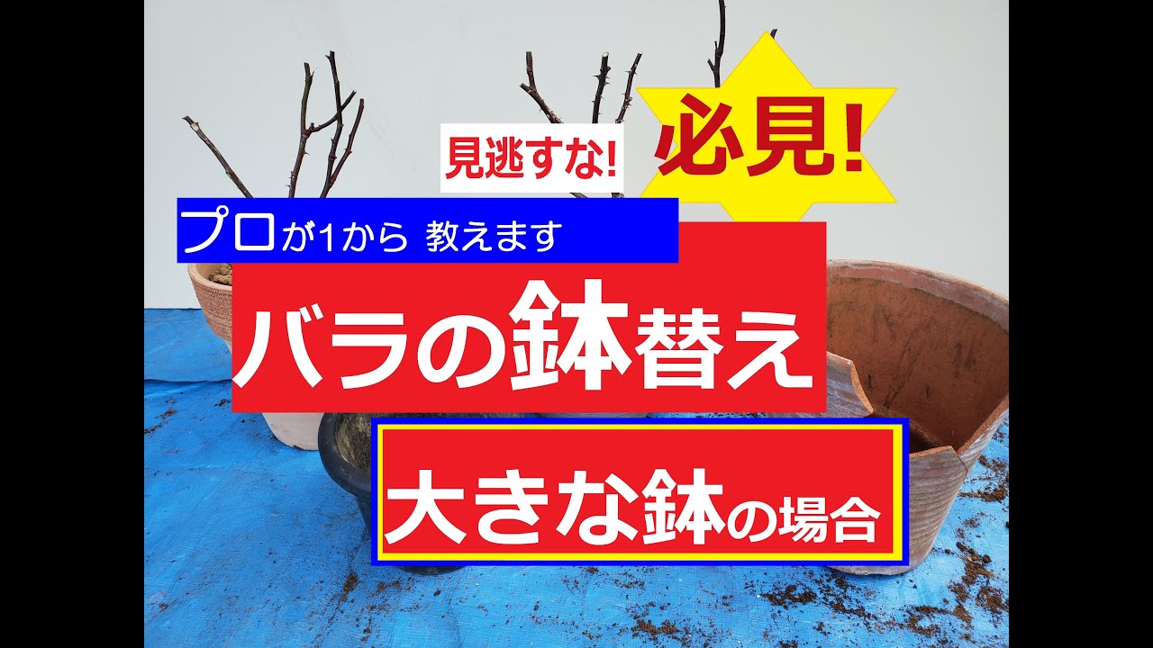 ～元バラ園公園長流 ～　大きな大きな鉢の 土入れ替え方法。