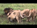 Lions fight over warthog