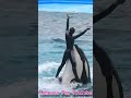 超エレガント!!シャチと水中ダンス!! #Shorts #鴨川シーワールド #シャチ #kamogawaseaworld #orca #killerwhale