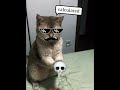 this was NOT accidental 😭 #phonk #cat #trolledit