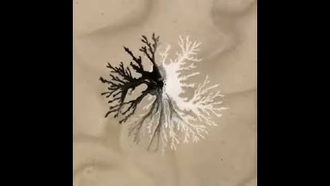 Black and White Dendrites