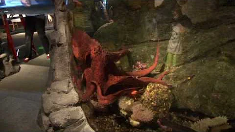 Giant Octopus on the move