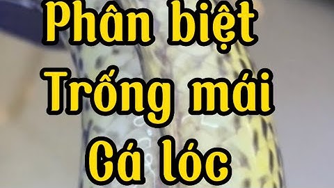 Ghép cặp cá lóc nữ hoàng và cách phân biệt trống mái cá lóc cảnh dễ nhất