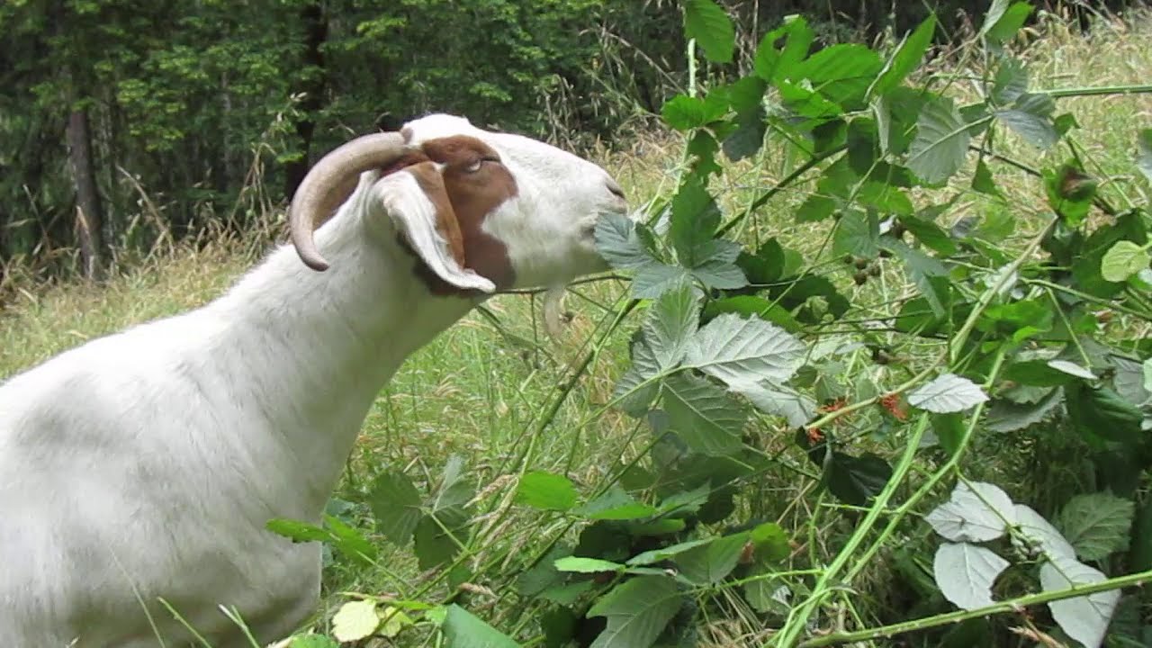 Goats eat blackberry (Please read description) 山羊吃莖和葉都帶尖刺的野黑莓 (請看描述欄