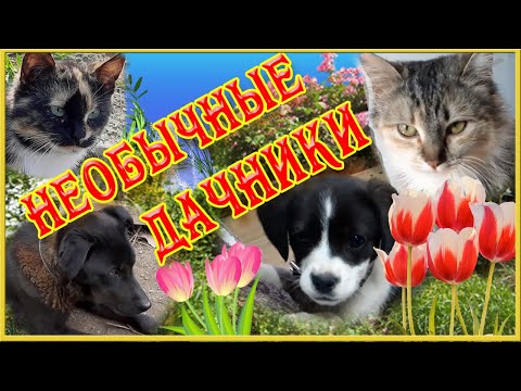 Дача. Дачные истории. Необычные дачники. Маруся и другие