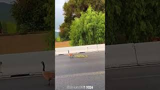 Ducklings Strangled On Busy Highway But Mother Goose Refuses To Leave Her Children Behind