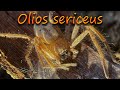 Паук охотник Olios sericeus