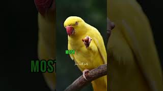 Amazing Facts about Parrot 🦜 #facts #trending #viralvideo by Learn With Facts 139 views 7 months ago 1 minute, 3 seconds