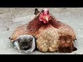 「かわいい猫」 笑わないようにしようとしてください - 最も面白い猫の映画 #195