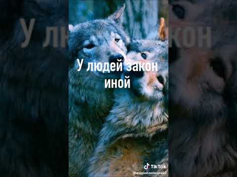 Волк против человека