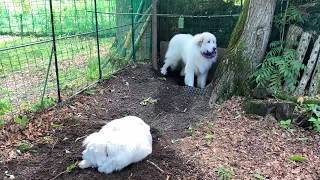 なかなか穴にならないアランの穴掘り　Great Pyrenees　グレートピレニーズ