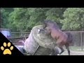 Horses, Ponies and Fails: Compilation