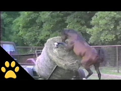 horses,-ponies-and-fails:-compilation