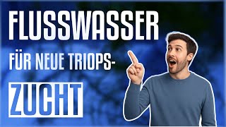 Neue Zucht Mit Flusswasser Sind Triops Geschlüpft?