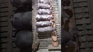 Pouco Mas De 05 Horas Após Desmame De Leitões ... Alimentação Com Ração Inicial 01.