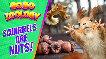 10 Funny SQUIRREL Facts for Kids