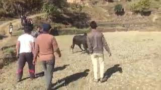 गाेरू जुधाई नुवाकोट