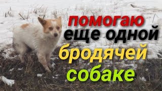 Кормлю ещё одну бродячую собаку.