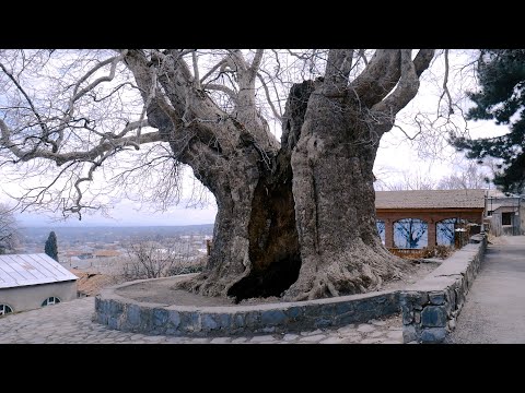 თელავში 900 წლოვანი ჭადარი გახმობის პირასაა