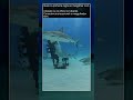 Qual é a primeira regra ao mergulhar com tubarões-tigre? Cabeça em rotação ou olhos no tubarão.