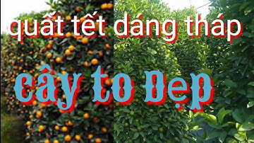 Quất tết 2022 dáng tháp, quất cảnh cây đẹp quả to, giá quất tết 2022 tại vườn