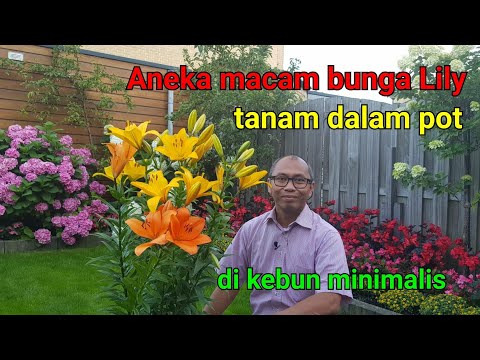 Video: Apakah bunga lili stargazer beracun?